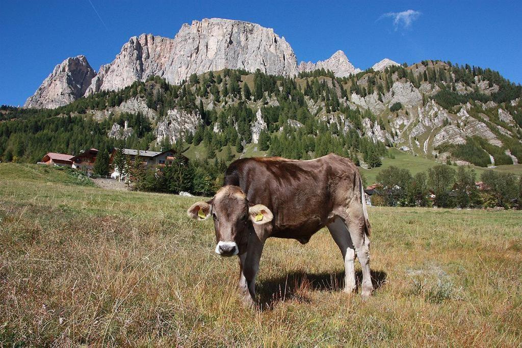 Pensione Sellablick Colfosco Exterior foto